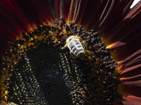 Ape Girasole Primo Piano Dettaglio — Foto Stock