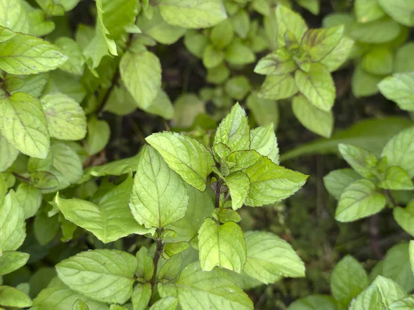 Mentha eu de kolonya nane çiçeği. Detayları kapat.
