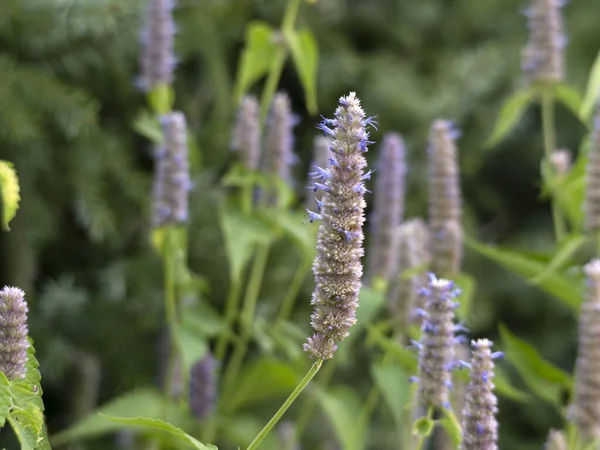 Hissopo Flor Planta Close Detalhe — Fotografia de Stock