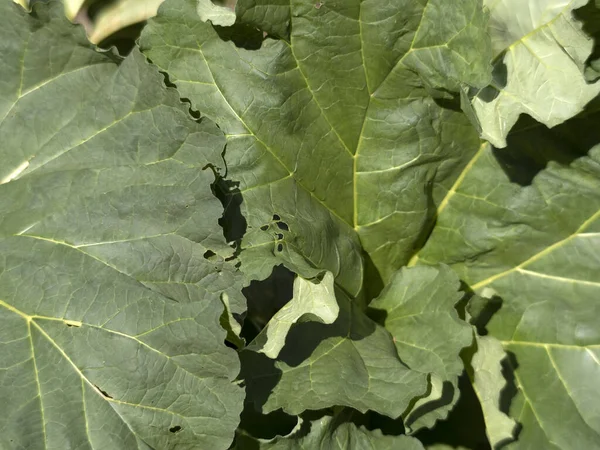 Rheum Palmatum Rhubarb Bitkisi Detayları Kapat — Stok fotoğraf