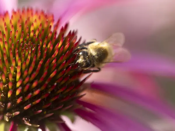 Biene Fliegen Auf Echinacea Pflanze Blume Aus Nächster Nähe Detail — Stockfoto