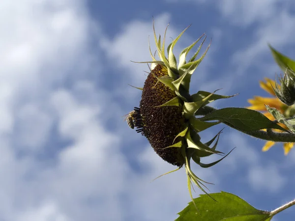 Biene Auf Sonnenblume Nahaufnahme Detail — Stockfoto