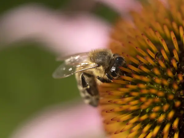 Biene Fliegen Auf Echinacea Pflanze Blume Aus Nächster Nähe Detail — Stockfoto