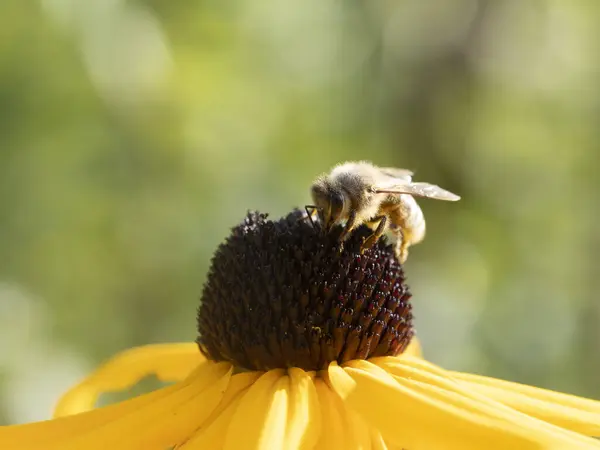 Biene Fliegen Auf Echinacea Pflanze Blume Aus Nächster Nähe Detail — Stockfoto
