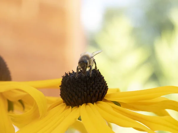 Biene Fliegen Auf Echinacea Pflanze Blume Aus Nächster Nähe Detail — Stockfoto