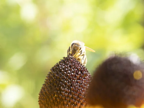 蜂はエキナセア植物の花で飛ぶ詳細を閉じる — ストック写真