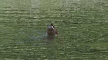 Gölde yüzmeye yaban ördeği
