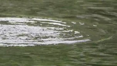 ördek yavrusu gölde yüzüyor.