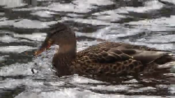 Wildenten Schwimmen See — Stockvideo