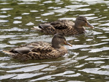 Gölde yüzmeye yaban ördeği
