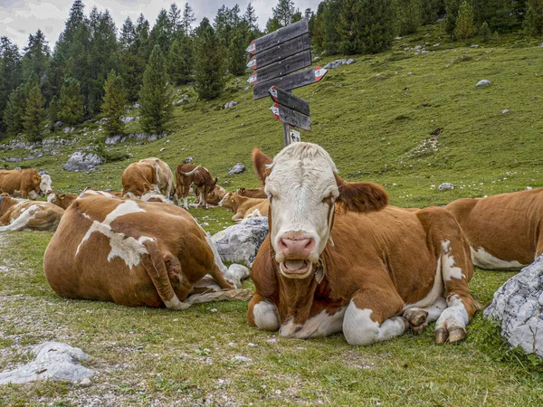 Vaca Relaxante Montanhas Dolomitas — Fotografia de Stock