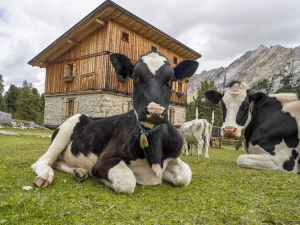 Dolomit Dağlarında Dinlenen Inek — Stok fotoğraf