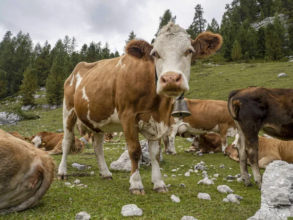 Vaca Relajándose Las Montañas Dolomitas —  Fotos de Stock