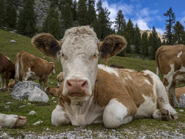 Dolomit Dağlarında Dinlenen Inek — Stok fotoğraf