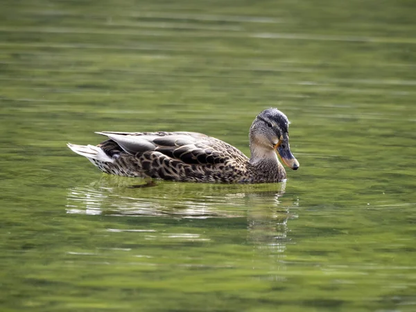 Divoká Kachna Koupání Jezeře — Stock fotografie