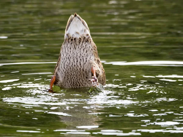 Wild Duck Bad Sjön — Stockfoto