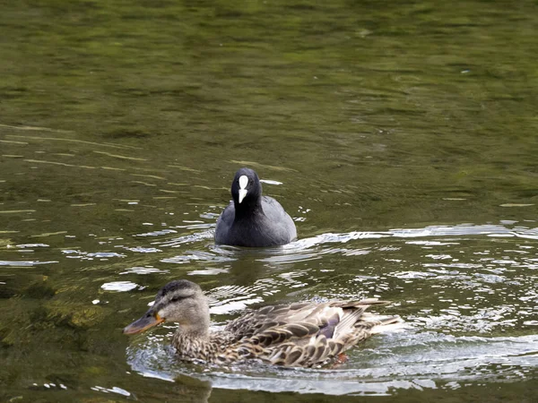 Blässhuhn Ente Schwimmt See — Stockfoto