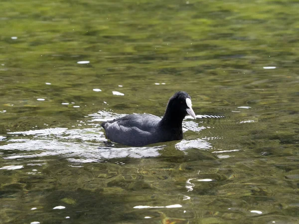 Blässhuhn Ente Schwimmt See — Stockfoto