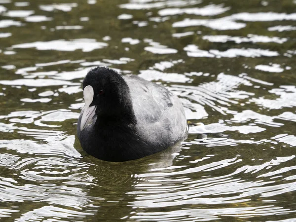 Blässhuhn Ente Schwimmt See — Stockfoto