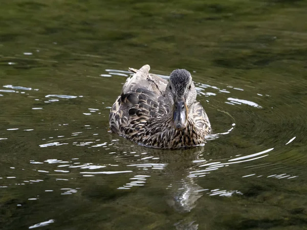 Dzika Kaczka Pływanie Jeziorze — Zdjęcie stockowe