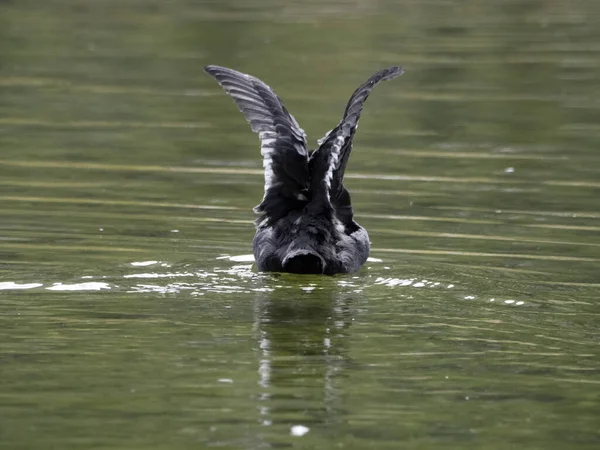 鳥のアヒルが湖で泳いでいます — ストック写真