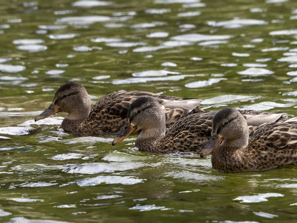 Wildenten Schwimmen See — Stockfoto