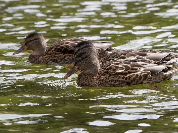 Divoká Kachna Koupání Jezeře — Stock fotografie