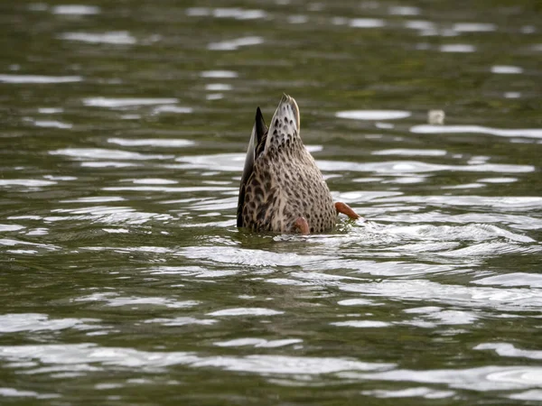 Anatra Selvatica Nuotare Nel Lago — Foto Stock