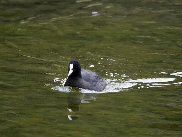 Folaga Uccello Anatra Nuotare Nel Lago — Foto Stock