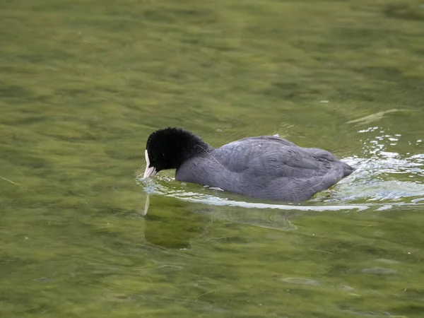 Coot Pássaro Pato Nadando Lago — Fotografia de Stock