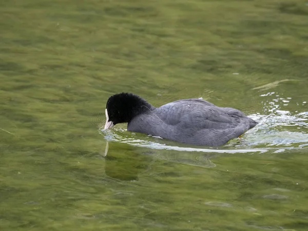 Folaga Uccello Anatra Nuotare Nel Lago — Foto Stock