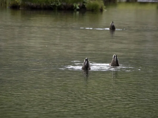 湖で泳いでいる野生のアヒル — ストック写真