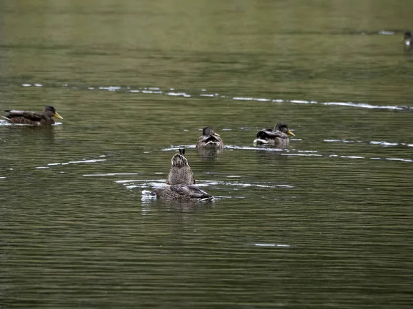 Pato Selvagem Nadando Lago — Fotografia de Stock