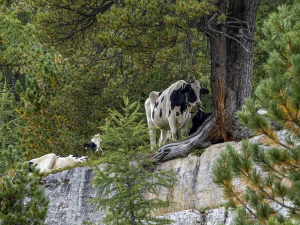 牛儿在白云山悠闲自在 — 图库照片