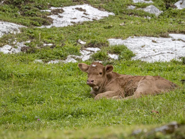 Just Born Baby Cow Relaxing Dolomites Mountains — Stock Photo, Image