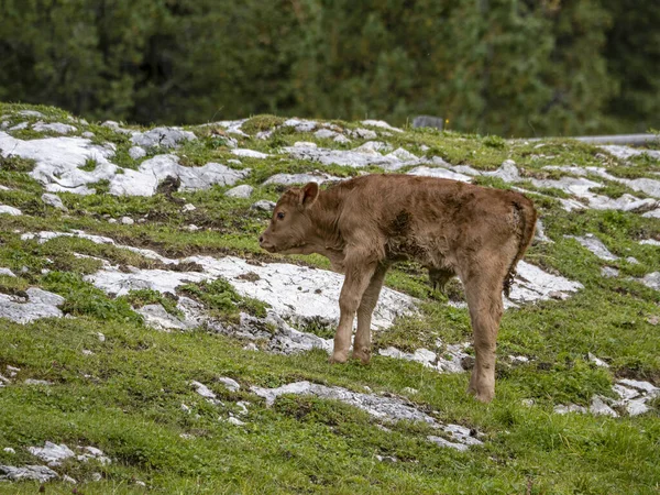 Recém Nascido Vaca Relaxante Nas Montanhas Dolomitas — Fotografia de Stock