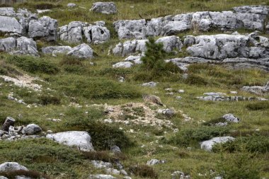 Dağ sıçanı parlamento dolomitleri vadiyi kasıp kavuruyor