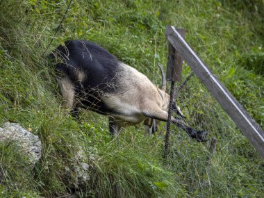 Kara dağ keçisi Dolomite dağlarında
