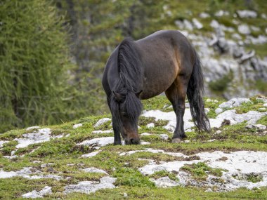 Dolomite dağlarında dinlenen siyah at.