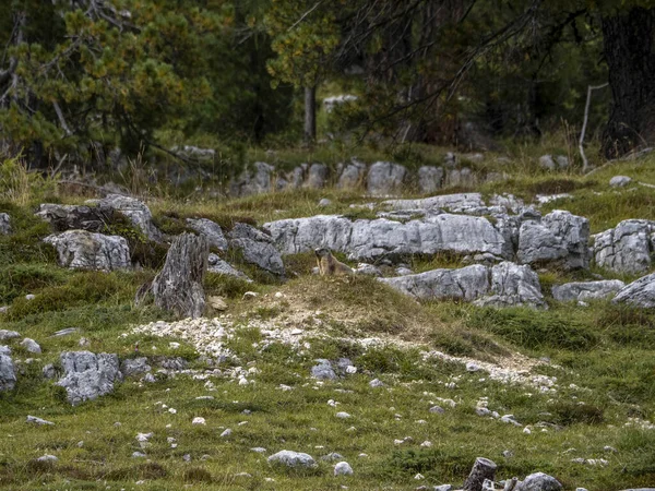 Murmeldjur Murmeldjur Parlament Dolomiter Fanes Dal — Stockfoto