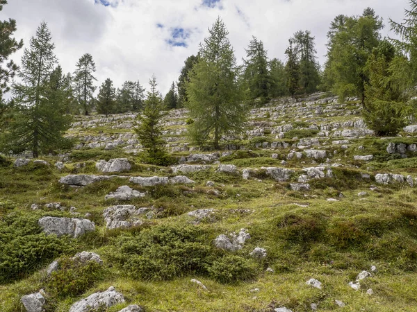 Murmeldjur Murmeldjur Parlament Dolomiter Fanes Dal — Stockfoto