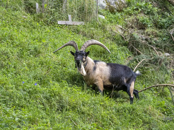 Schwarze Bergziege Den Dolomiten — Stockfoto