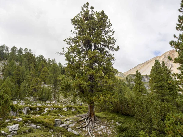 Fanes Tree Roots Rock Dolomites Mountains Panorama Landscape — Stock Photo, Image