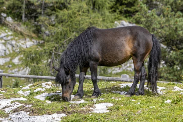 Zwart Paard Ontspannen Dolomieten Bergen — Stockfoto