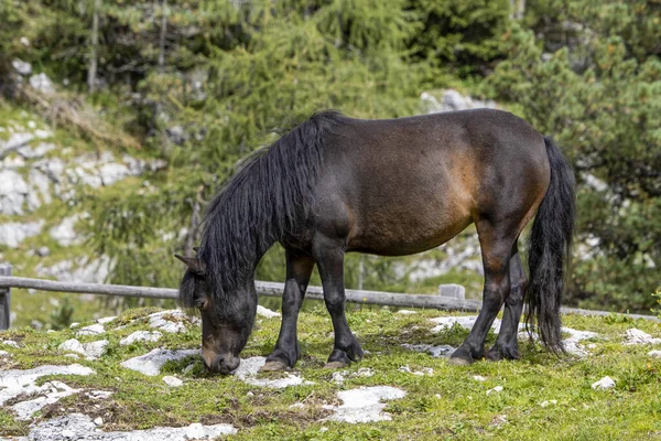 Zwart Paard Ontspannen Dolomieten Bergen — Stockfoto