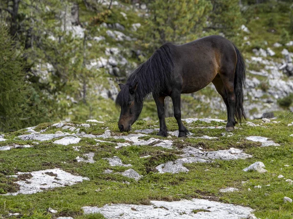 Czarny Koń Relaksujący Się Górach Dolomitów — Zdjęcie stockowe