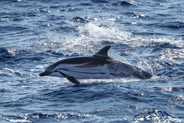 Delfino Striato Che Salta Fuori Dal Mare — Foto Stock