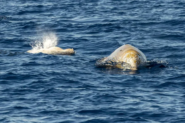 イルカの名前キュヴィエのクジラは非常に珍しい参照してくださいに — ストック写真