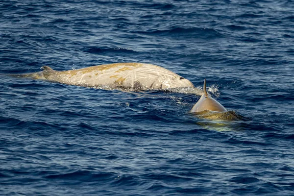 イルカの名前キュヴィエのクジラは非常に珍しい参照してくださいに — ストック写真