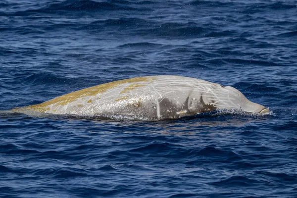 イルカの名前キュヴィエのクジラは非常に珍しい参照してくださいに — ストック写真